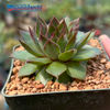 Sempervivum 'Maria Laach'