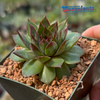 Sempervivum 'Maria Laach'