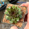 Sempervivum 'Maria Laach'