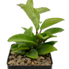 Hoya carnosa green