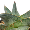 Agave pumila