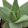 Aloe brevifolia top