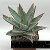 Aloe brevifolia