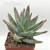 Aloe brevifolia