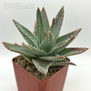 Aloe brevifolia