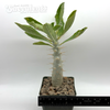 Pachypodium horombense