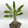 Pachypodium horombense