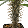 Pachypodium lamerei (Madagascar Palm)