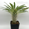 Pachypodium lamerei 'Madagascar Palm' [Small]