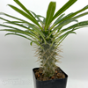 Pachypodium lamerei 'Madagascar Palm' [Small]