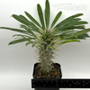 Pachypodium lamerei 'Madagascar Palm' [Small]