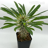 Pachypodium lamerei 'Madagascar Palm' [Small]
