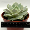 Echeveria 'Lola' [medium]