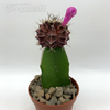 Moon Cactus - Purple & Pink