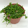 Senecio rowleyanus 'String of Pearls'