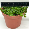 Senecio rowleyanus 'String of Pearls'