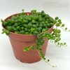 Senecio rowleyanus 'String of Pearls' [Medium]