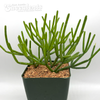 Rhipsalis baccifera