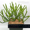 Rhipsalis baccifera
