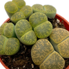 Lithops clusters assorted sp. Green