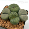 Lithops clusters assorted sp. 'Living Stone'