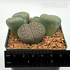 Lithops clusters assorted sp. 'Living Stone'