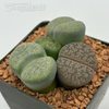 Lithops clusters assorted sp. 'Living Stone'