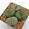 Lithops clusters assorted sp. 'Living Stone'