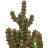 Crassula rupestris subsp. marnieriana (Jade Necklace)