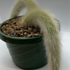 Cleistocactus winteri subs. colademononis (Monkey's Tail)