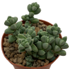 Corpuscularia lehmannii "Ice Plant"