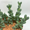 Corpuscularia lehmannii "Ice Plant"
