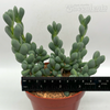 Corpuscularia lehmannii "Ice Plant"
