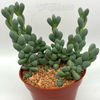 Corpuscularia lehmannii "Ice Plant"