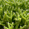 Rhipsalis cereuscula “Coral Cactus” [medium]