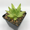 Echeveria agavoides “Lipstick Echeveria”