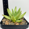 Echeveria agavoides “Lipstick Echeveria”