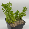 Peperomia ferreyrae hybrid