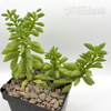 Peperomia ferreyrae hybrid