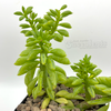 Peperomia ferreyrae hybrid