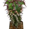 Euphorbia 'not virosa'