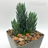 Haworthiopsis glauca