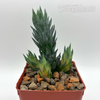 Haworthiopsis glauca