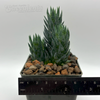 Haworthiopsis glauca