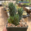 Haworthiopsis glauca