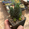 Haworthiopsis glauca
