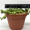 Senecio rowleyanus 'String of Tears'