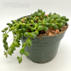 Senecio rowleyanus 'String of Tears'