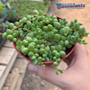 Senecio rowleyanus 'String of Tears'