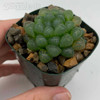 Haworthia cooperi truncata